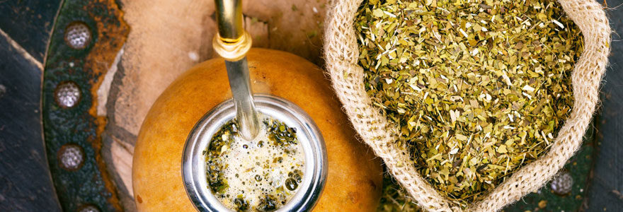 Yerba maté